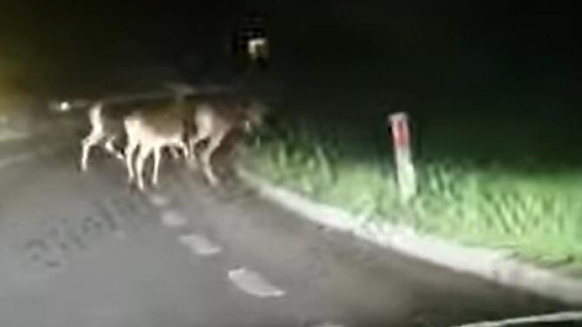 intalnire-nocturna-ciudata-cu-un-urs-si-patru-ciute_03989700