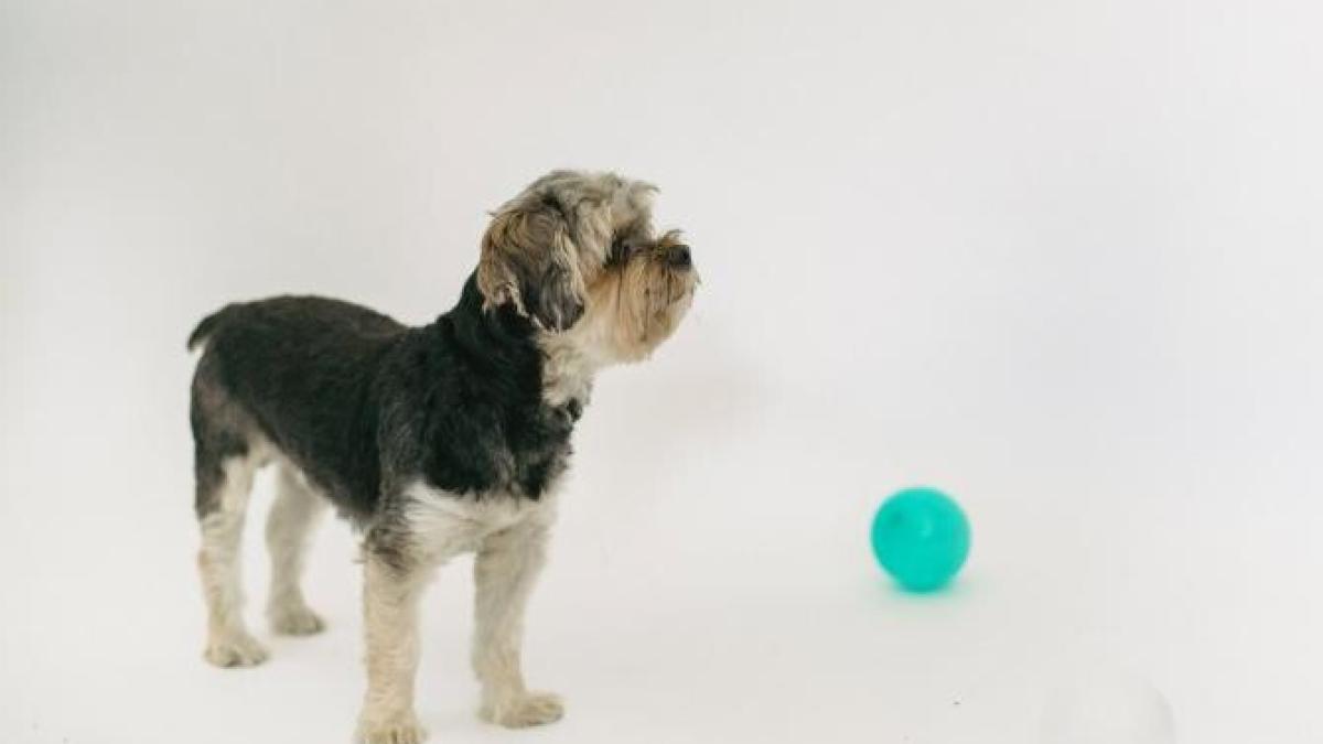 cainele-zburator-india-pexels_16519300