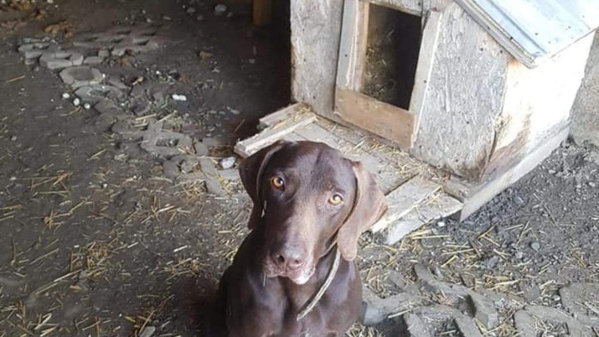 caine-speriat-de-furtuna--adus-de-stapan-la-eutanasiere-pentru-ca-a-incercat-sa-muste--isi-cauta-o-alta-familie_72997200