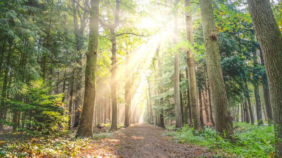 padure-vara-soare_06081300