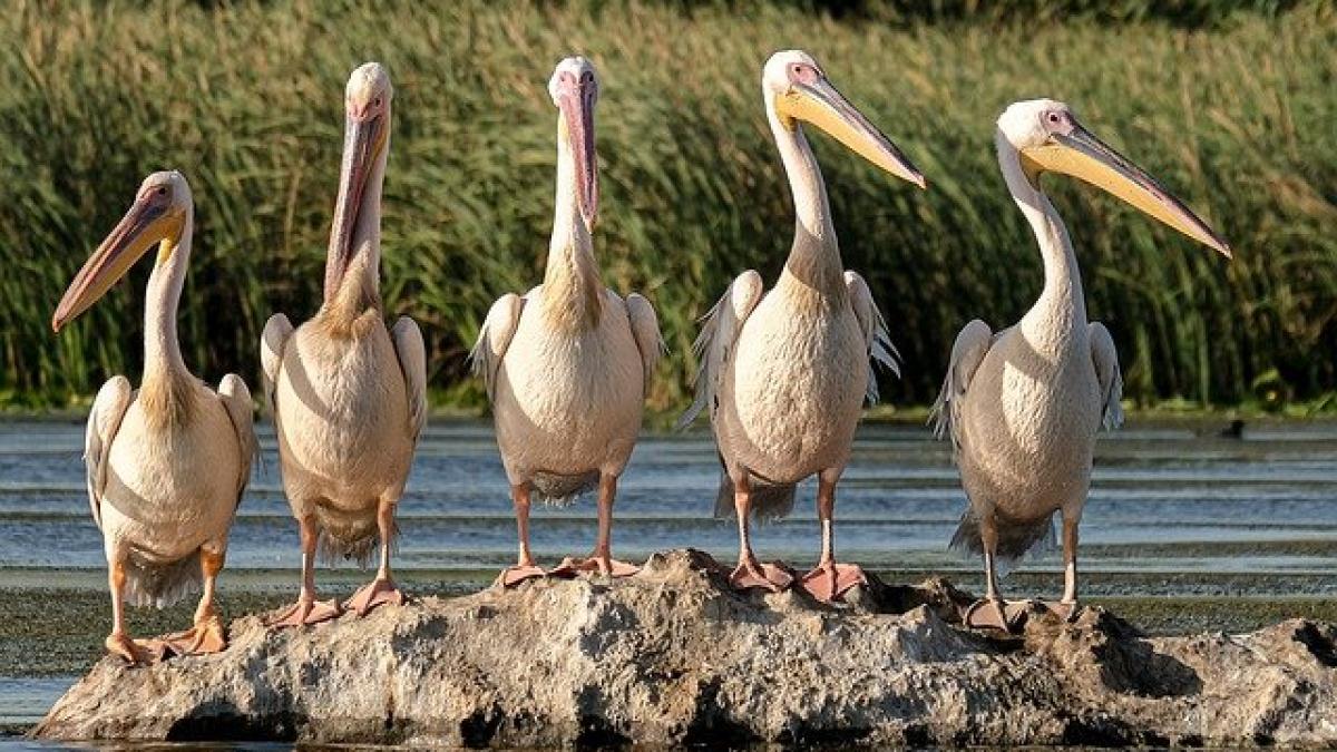 delta-dunarii-pelicani-guvernator_41014500