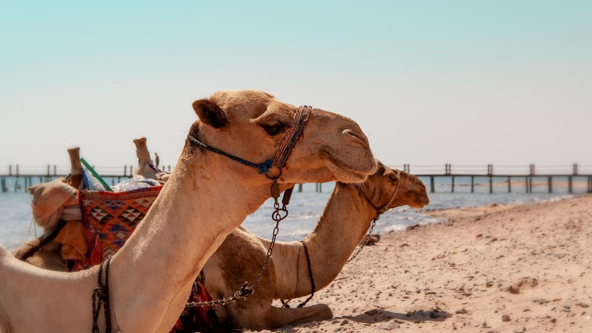 vesti-bune-pentru-turistii-romani--egiptul-ridica-de-la-1-iunie-numeroase-restrictii_55862700