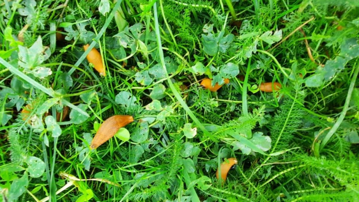 limax-fara-cochilie-5_39869600