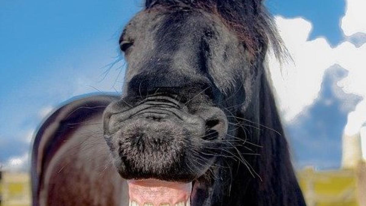 glume-armand-nicusor_40521300