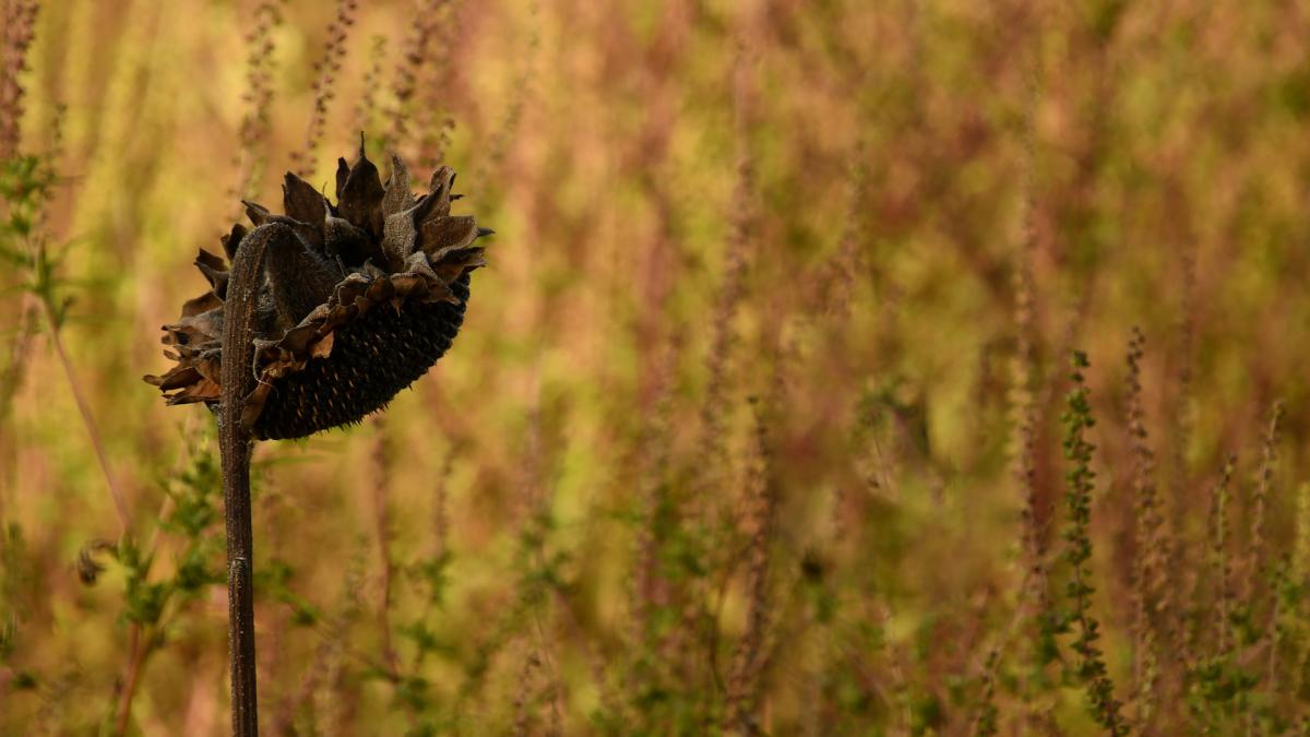 ambrozia-elimina-8-miliarde-de-graunte-de-polen_39172300