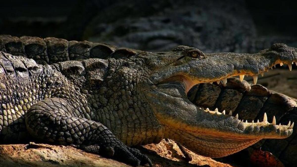 crocodil-atac_66564000