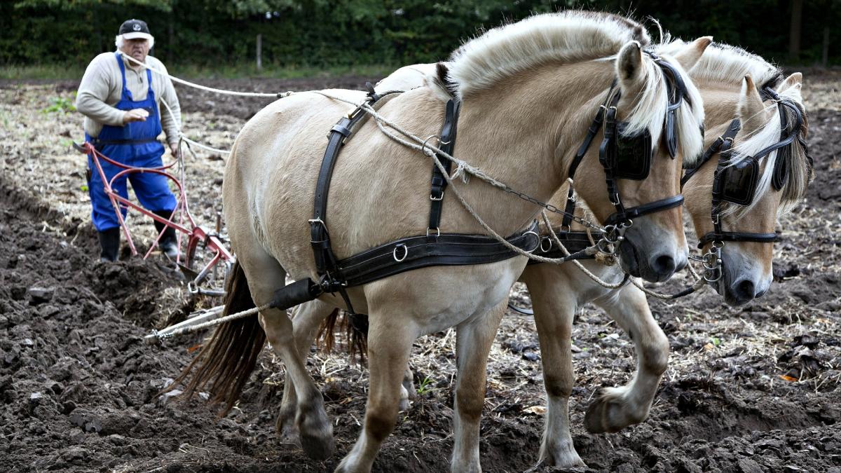 doi-fermieri-au-fraudat-apia-cu-peste-2-milioane-de-lei_62036600