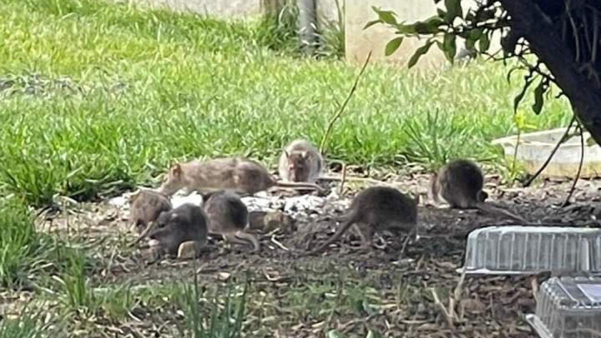 sobolani_sectorul1_mircea_badea_propunere_fb_95018000