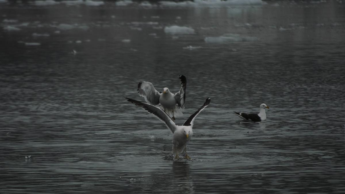 antarctica_nou_ocean_sudic_86769700