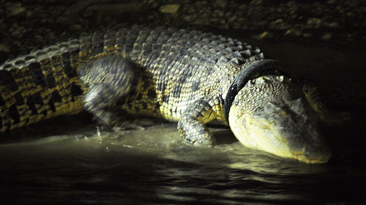 o-femela-crocodil-a-fost-operata-de-urgenta-pentru-a-i-se-extrage-un-pantof-pe-care-il-inghitise---video_72503800