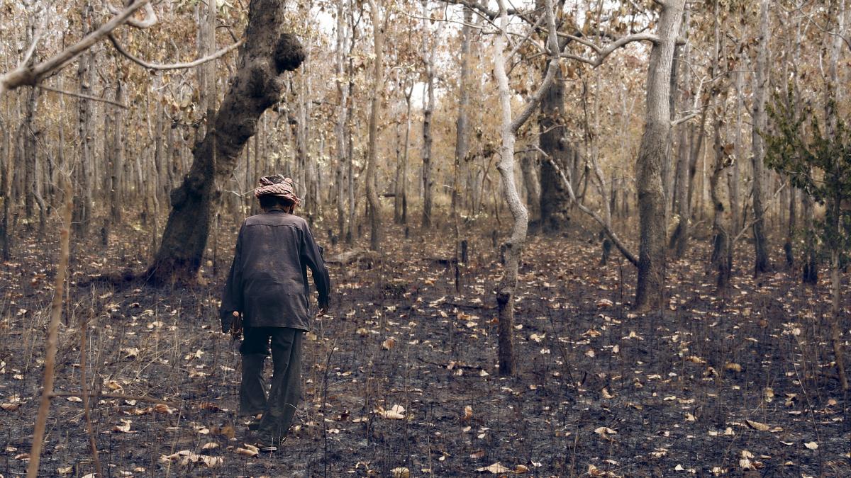 defrisarea-muntilor-si-defrisarea-muntilor-mircea-platon_03794100