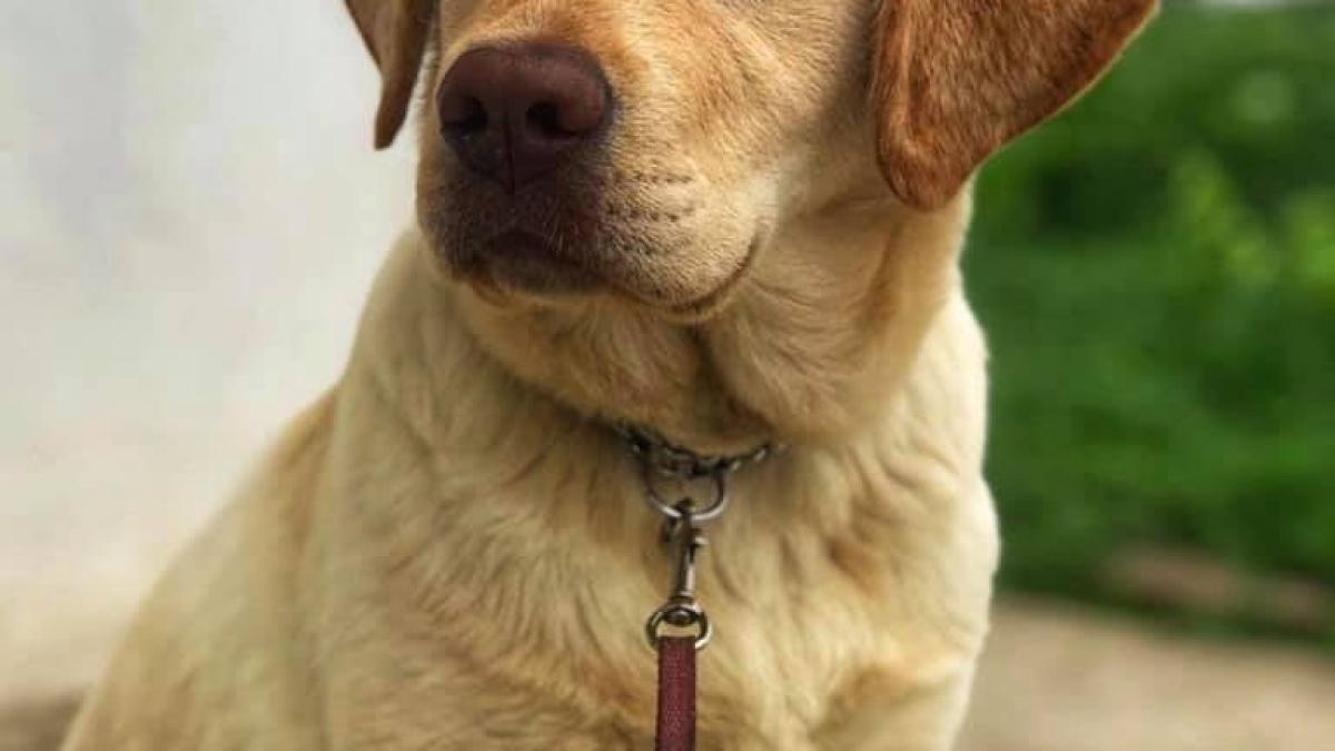 adoptii-animale--sapte-blanosi-isi-cauta-un-camin--promit-sa-ofere-iubre-neconditionata-pentru-tot-restul-vietii-foto-5_25842300