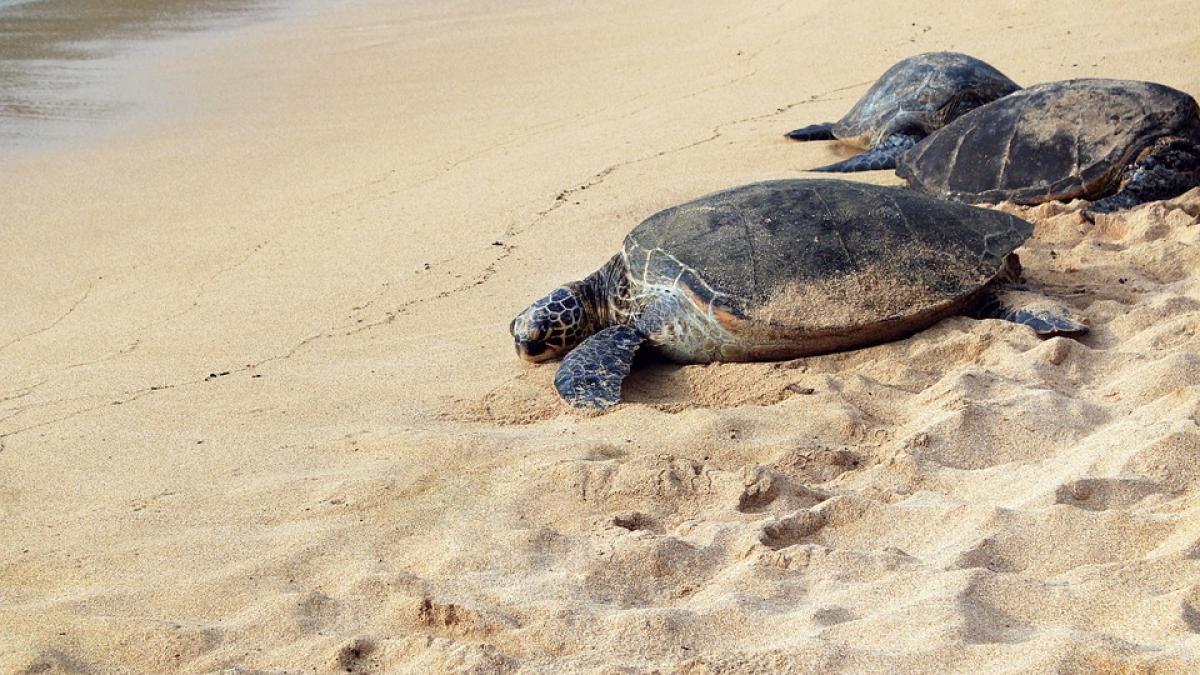 cauta-broaste-testoase-dar-a-gasit-droguri_23814200