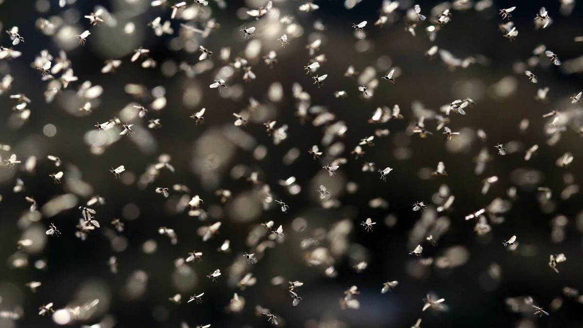 efemeridele-delta-dunarii_58734300