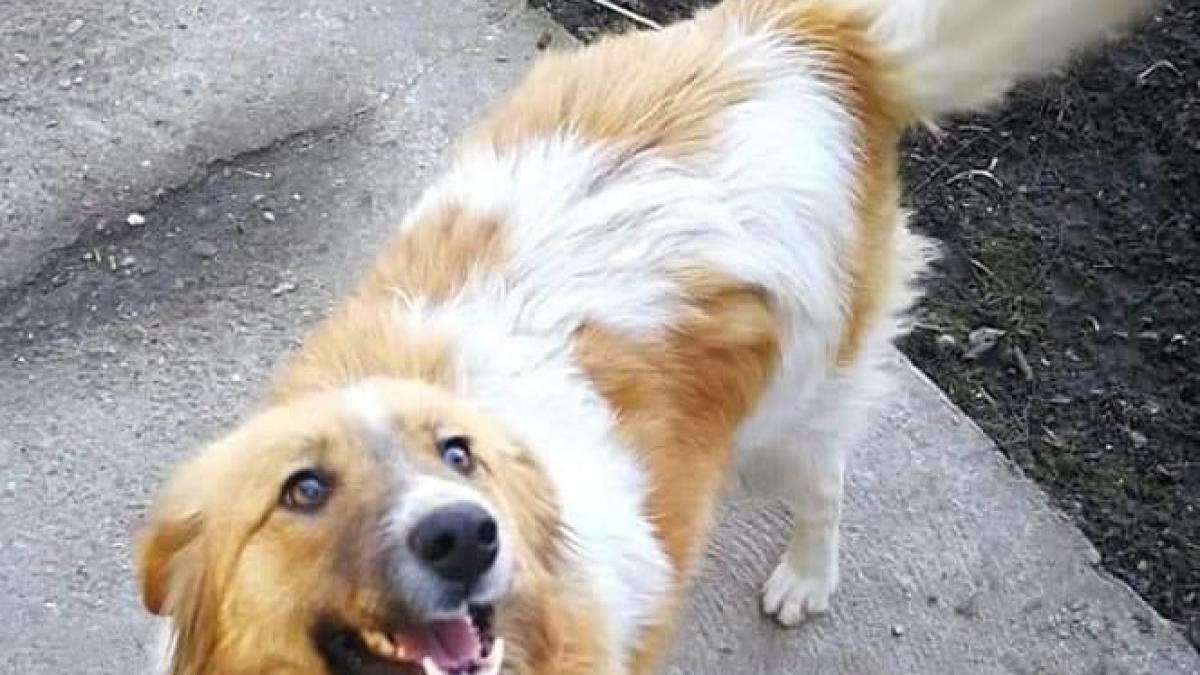 adoptii-animale--rio--negrutu-si-patrocle-abia-asteapta-sa-te-cunoasca-trei-catelusi-isi-cauta-omul-foto-11_40403600