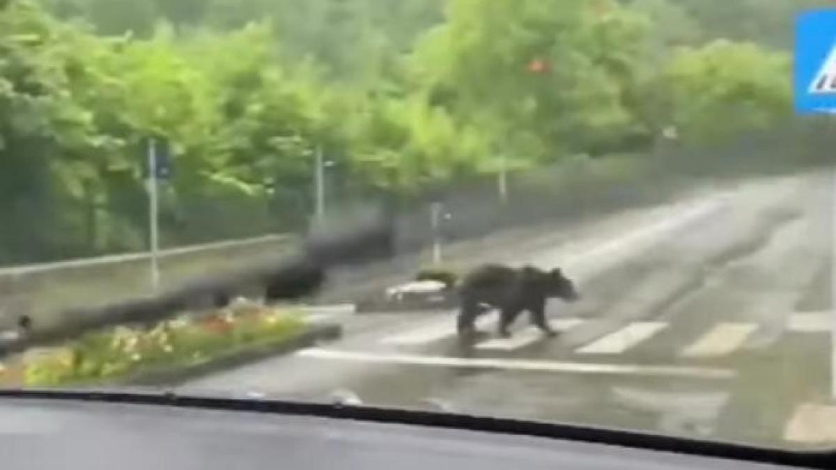 in-sinaia-ursii-traverseaza-pe-trecerea-de-pietoni_42269000