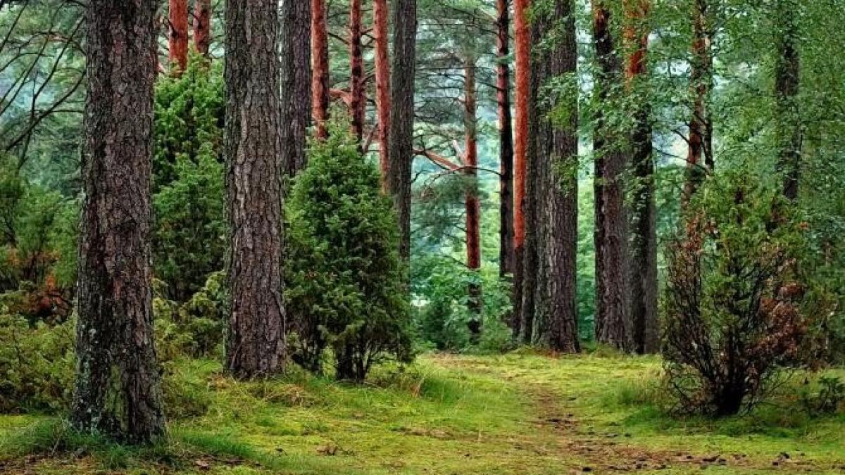 barbat-in-copac-toata-noaptea-de-teama-unui-urs_72228200