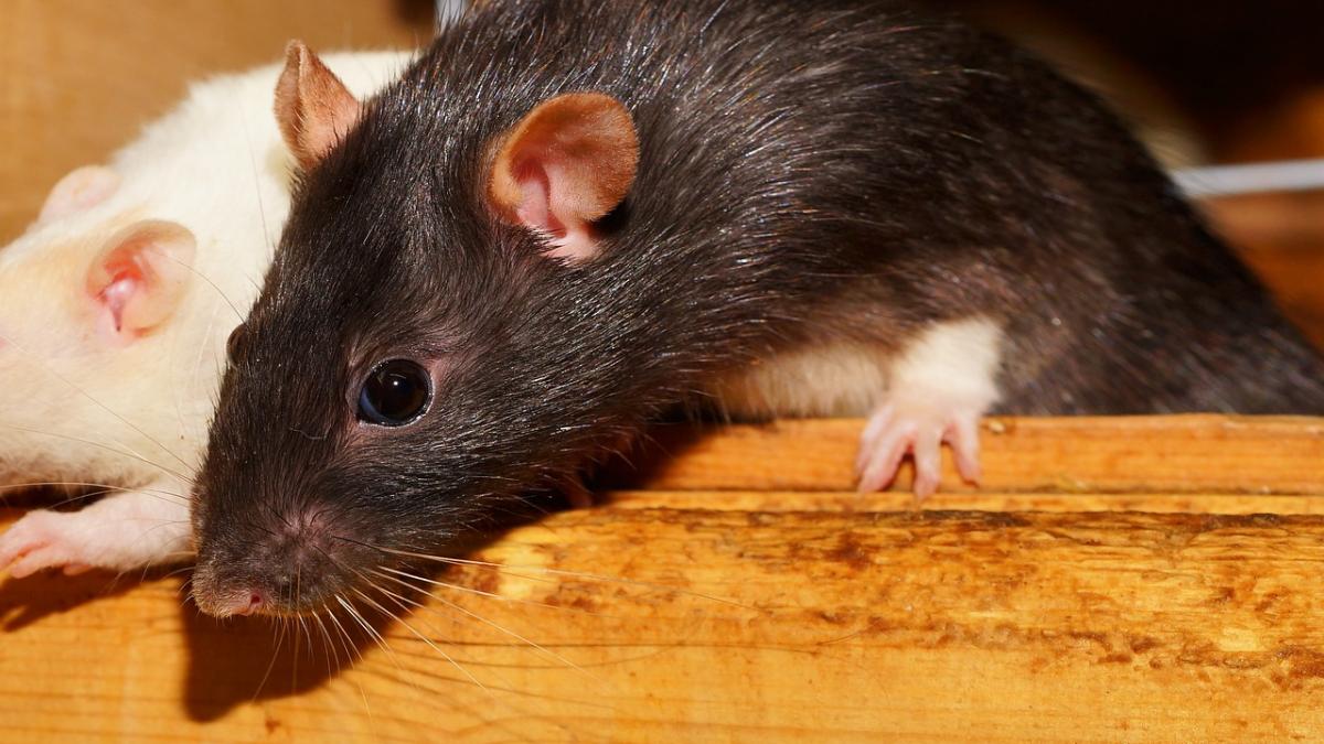 sobolani_pxb_75825300