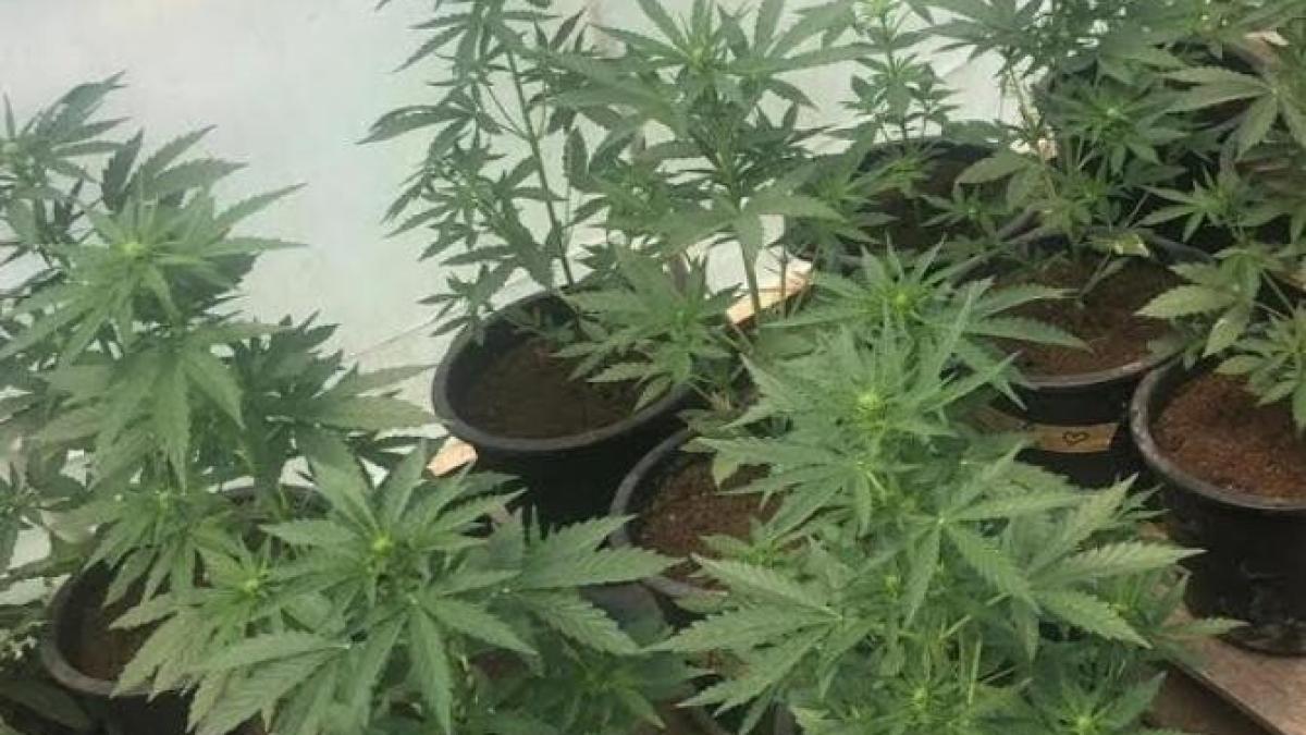 arestat_trafic_droguri_88127300