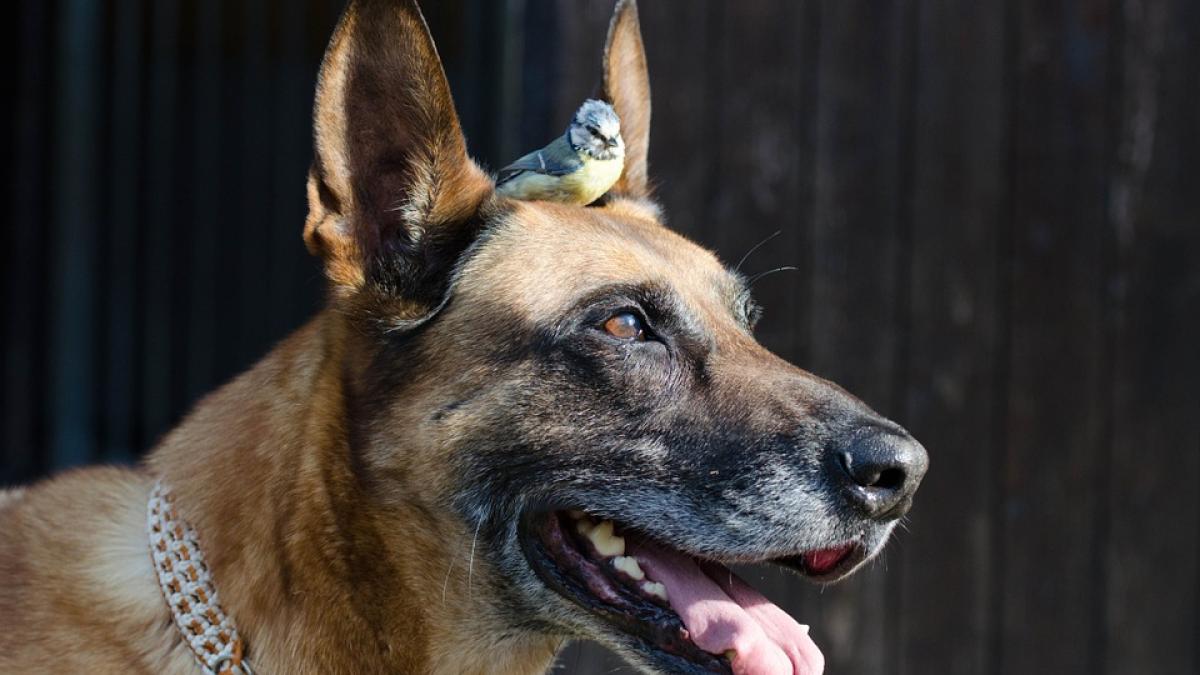 pasare-caine_20700800