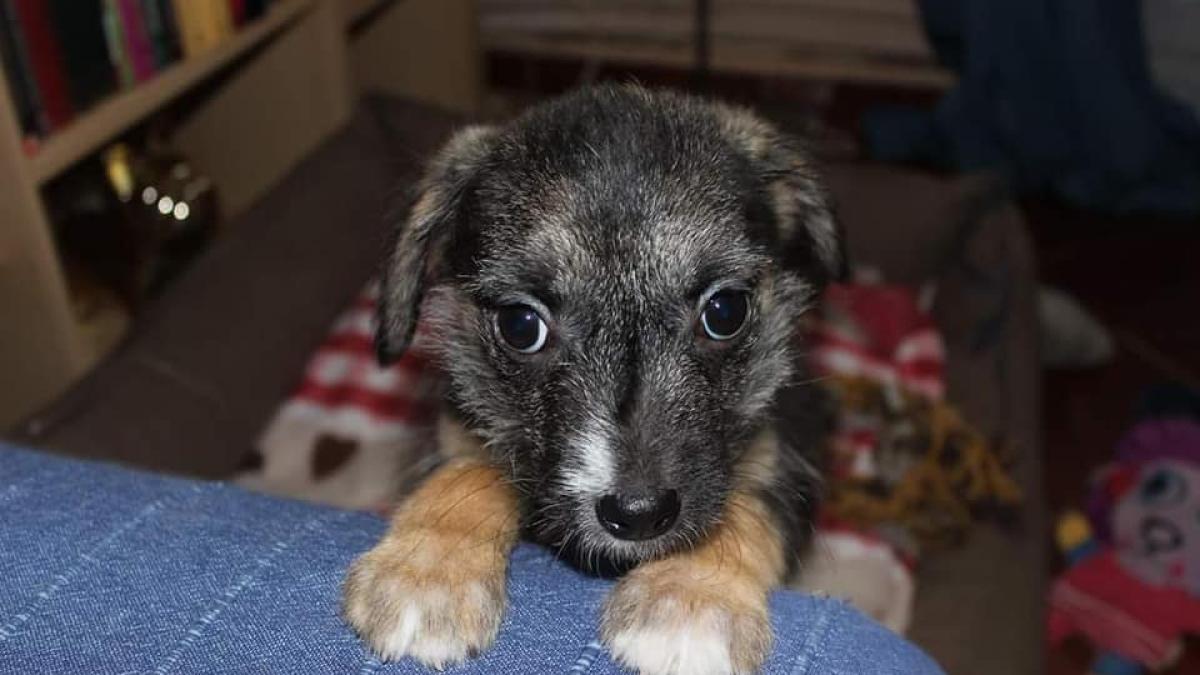 adoptii-animale--doua-sufletele-luptatoare-isi-cauta-stapan--o-pisicuta-si-prietena-ei--bulinuta--sunt-gata-sa-te-iubeasca-neconditionat-5_98244300