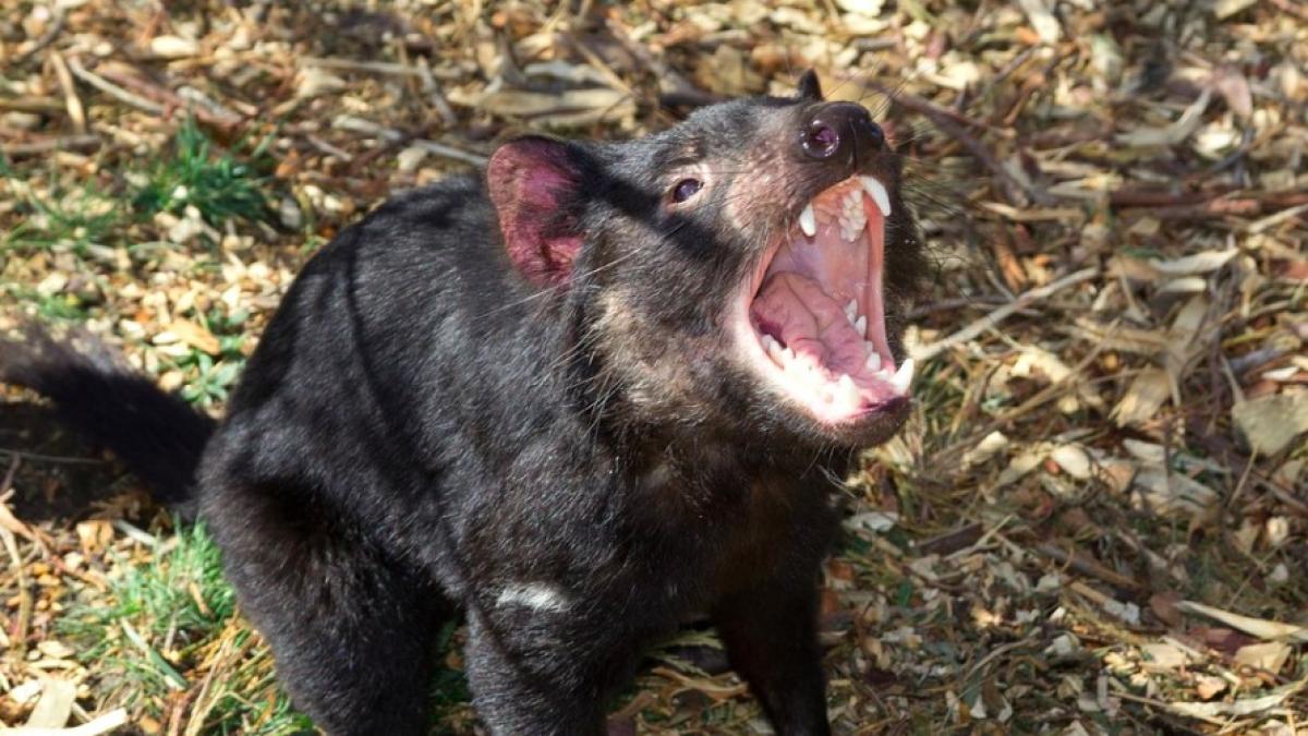 diavolul_tasmanian_international_pxb_42289400