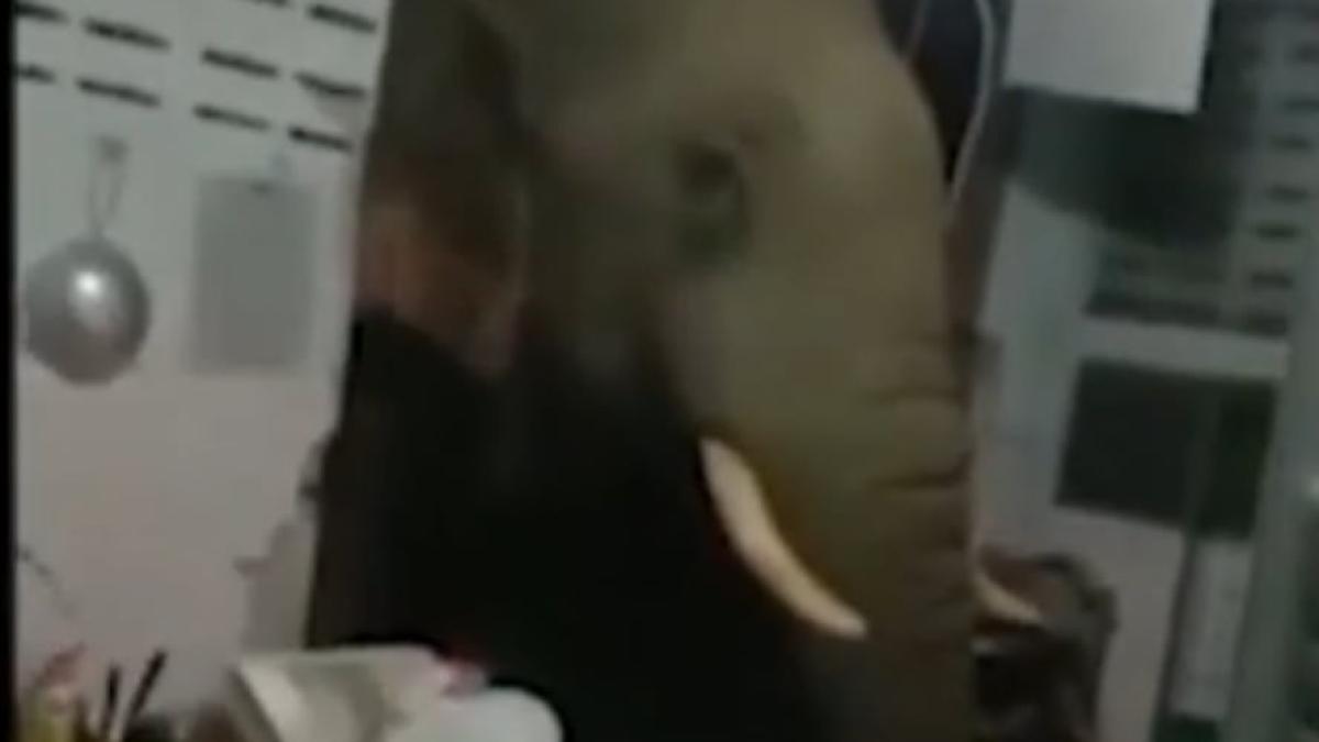 elefant-bucatarie-mancare_01977400