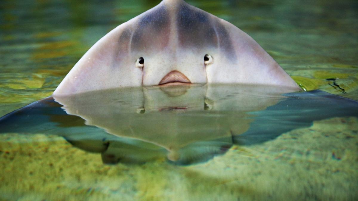 pisica_de_mare_tik_tok_42479900