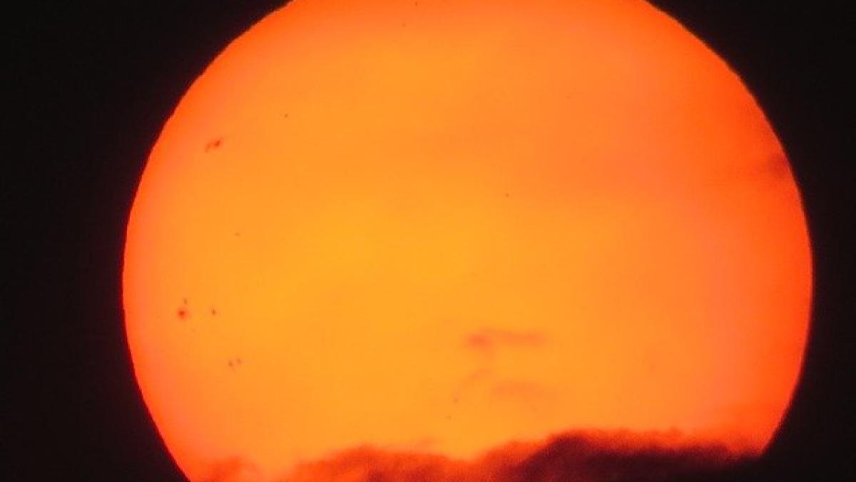 cod-rosu-de-canicula_22091600