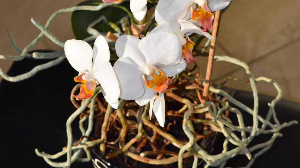 cum-salvezi-o-orhidee-cu-radacina-putrezita--este-foarte-simplu_69975200