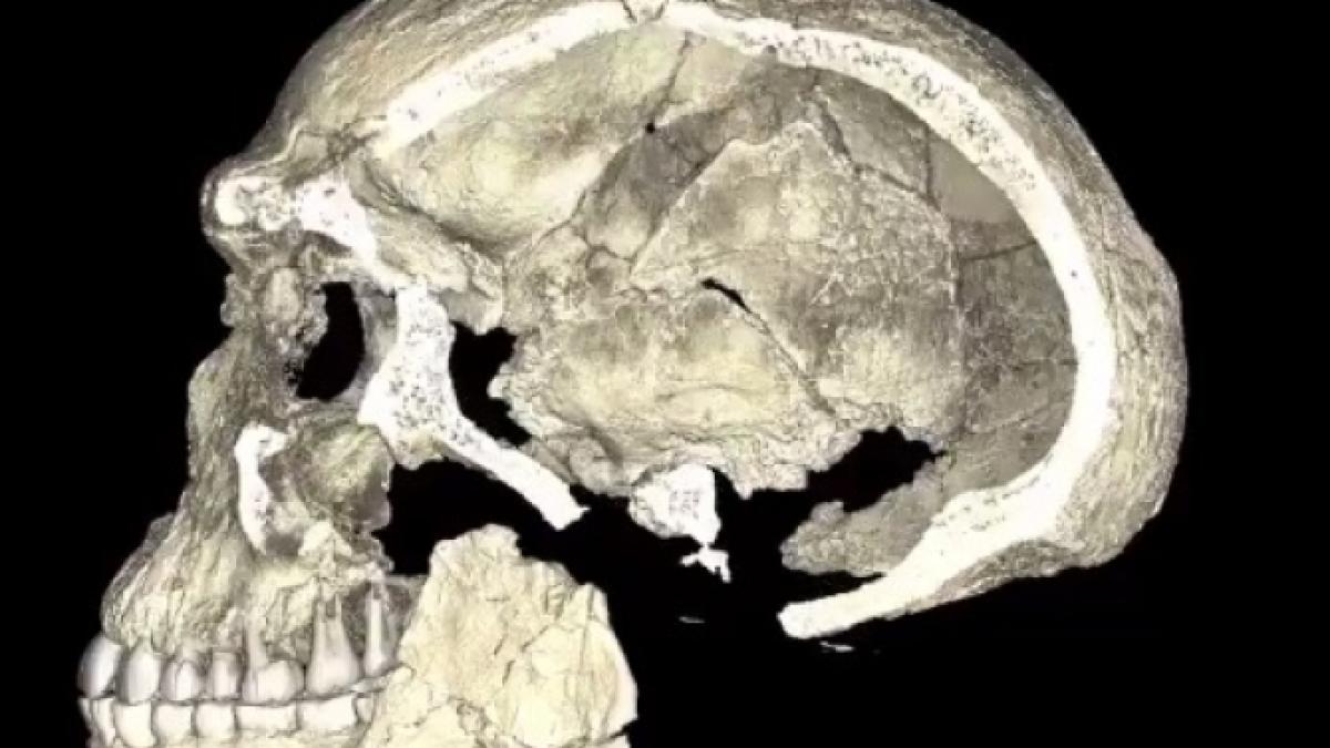 noua-specie-de-om-israel_61570600