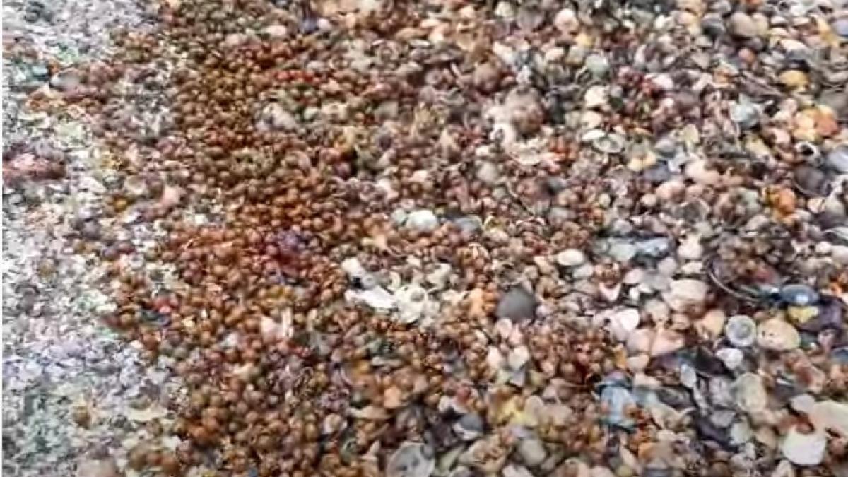 invazie-de-buburuze-pe-plaja-din-mamaia--biolog--explicatie-despre-cat-de-nocive-sunt-i-se-mai-spune-si-buburuza-arlechin_29986100