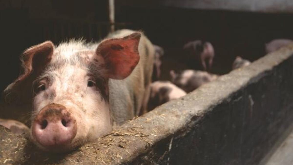 barbat-harghita-spital-porc_90848500