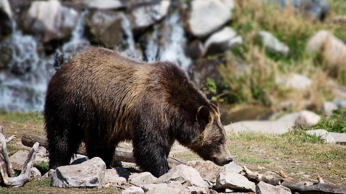 urs-parc-sinaai_72463500