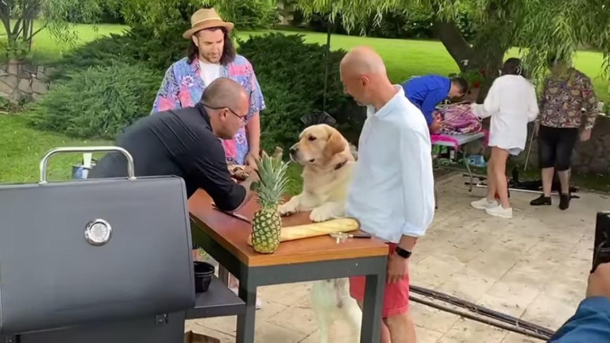 smiley--uimit-dupa-ce-cainele-vegetarian-al-lui-andrei-rosu-a-refuzat-un-mic--ce-dieta-are-patrupedul-celebru_44268500