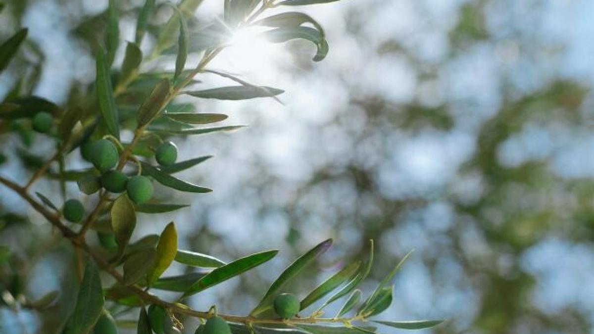 cel-mai-vechi-maslin-grecia-creta_22828300