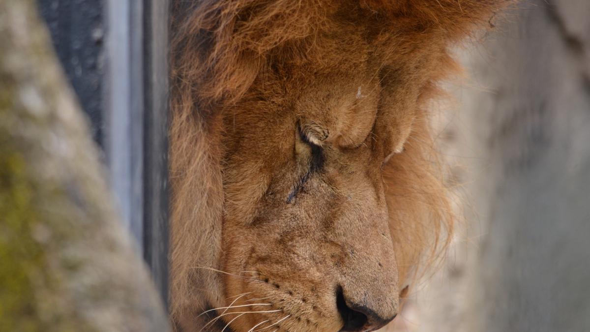 un-leu-caruia-ii-fusesera-scosi-dintii-si-smulse-ghearele--salvat-din-casa-unei-familii-bogate_73210600