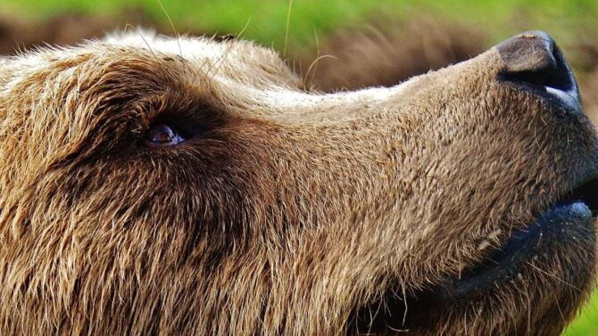 urs-cimitir-pexels_04073100