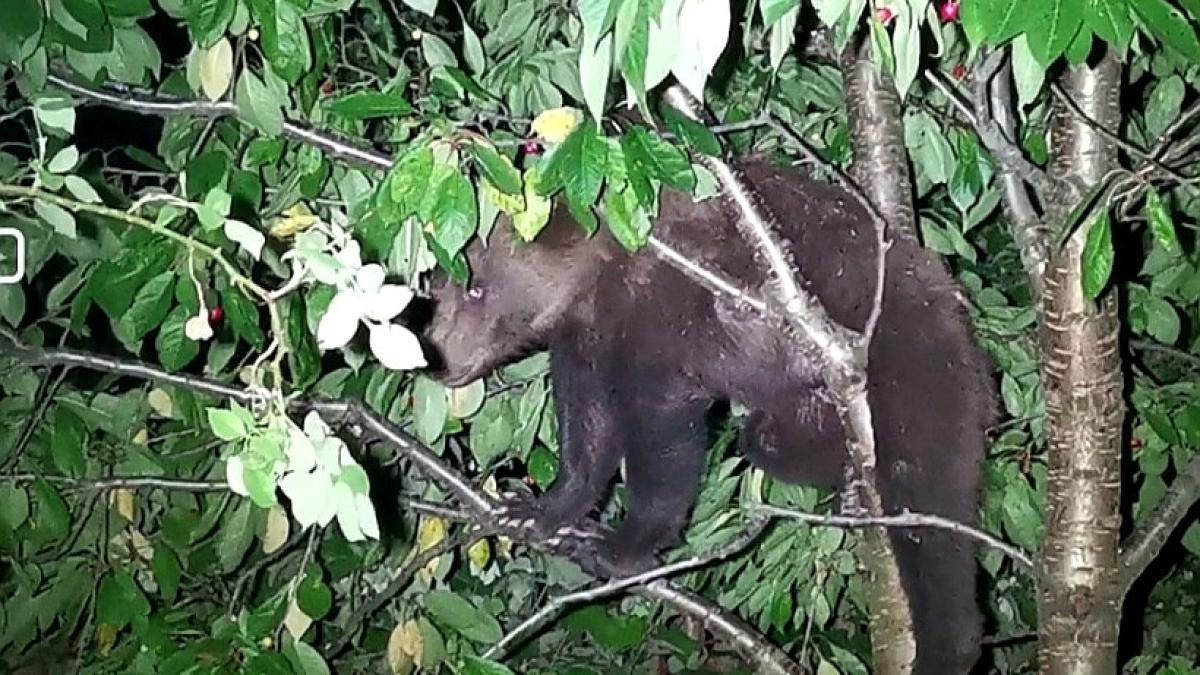 urs-in-cires_36778800