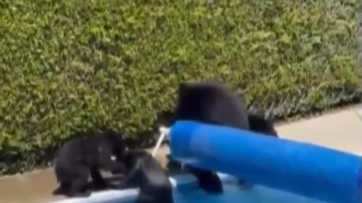 ursi-canada-temperaturi-47-grade_24918300