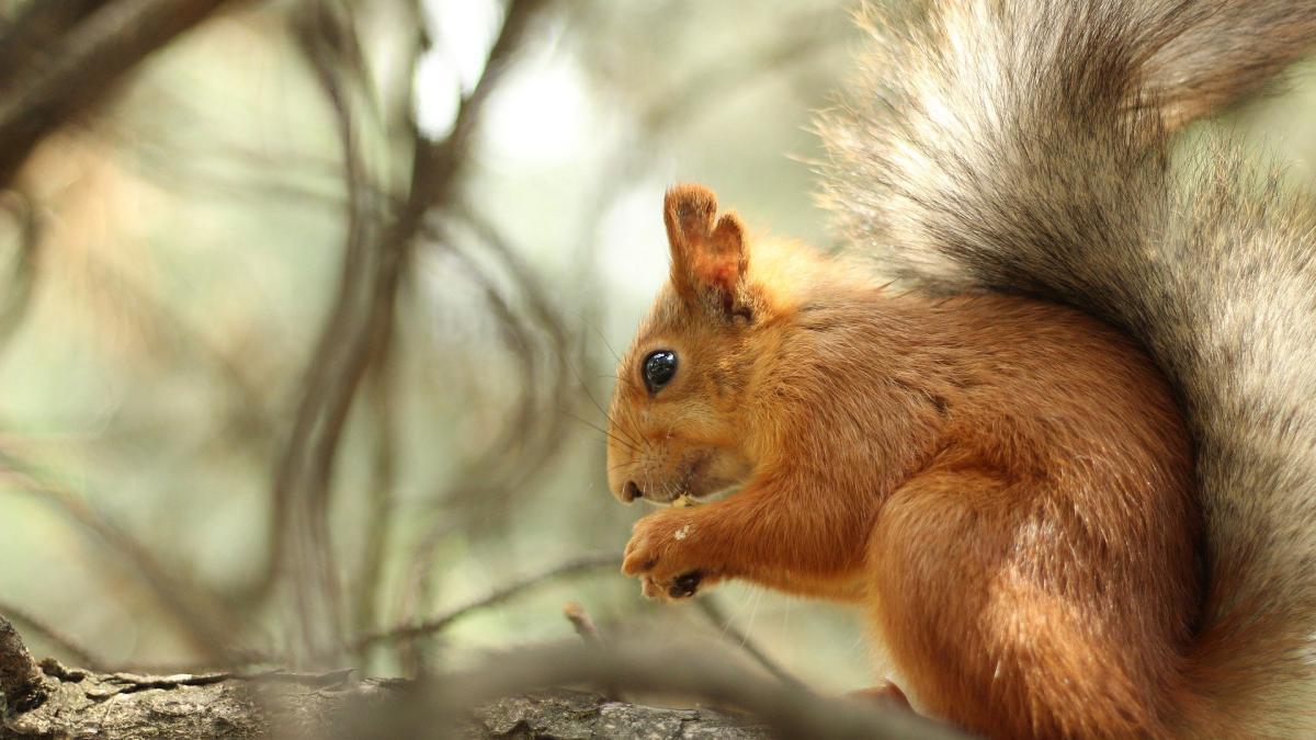 veverite-incident_56798300