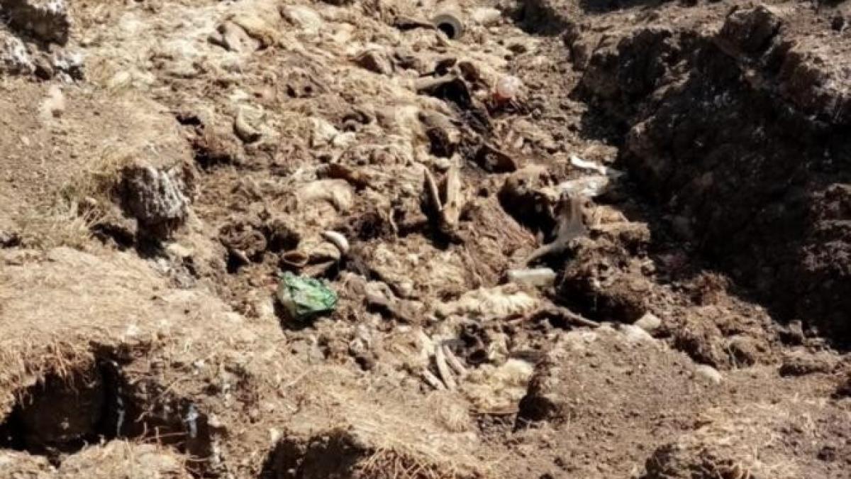 animale-moarte-groapa-alba_67845100