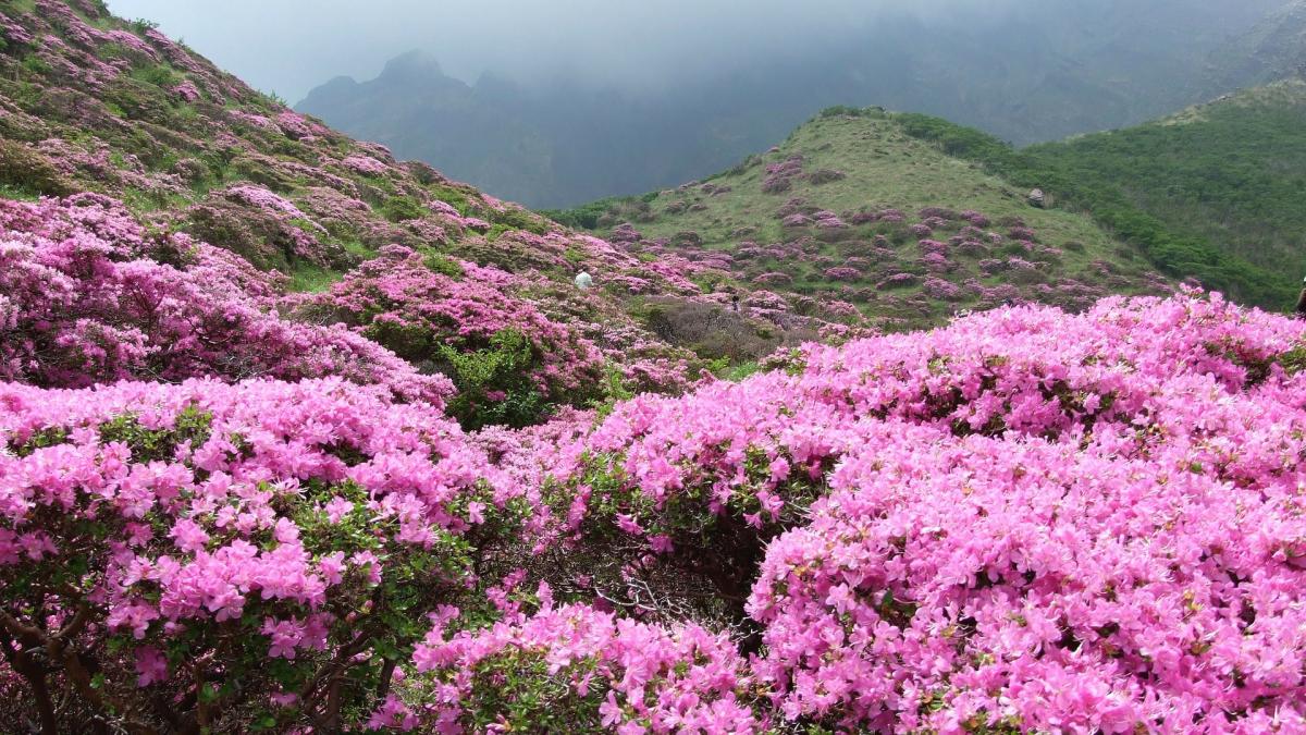 a-inflorit-rhododendronul_60068400