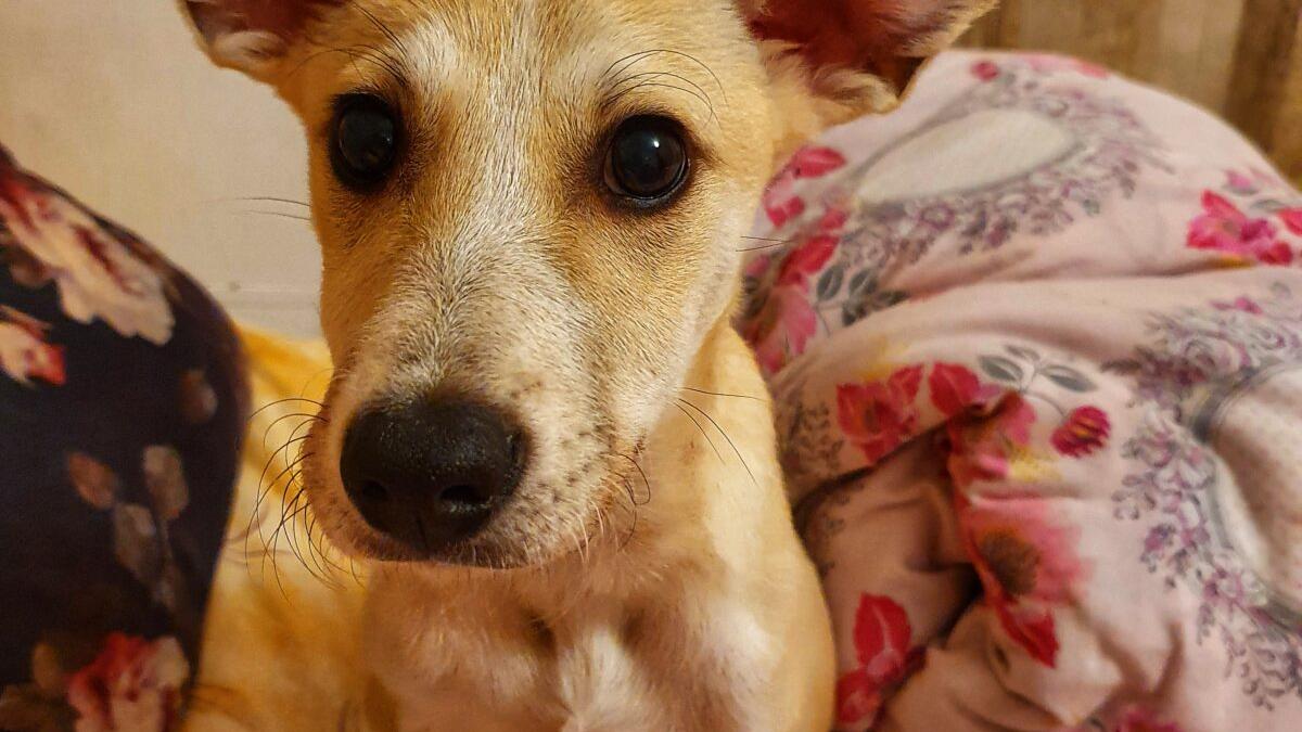 adoptii-animale--trei-blanosi-iubitori-si-o-printesa-felina-isi-cauta-omul--te-vei-topi-de-drag-in-fata-lor-2_25559700