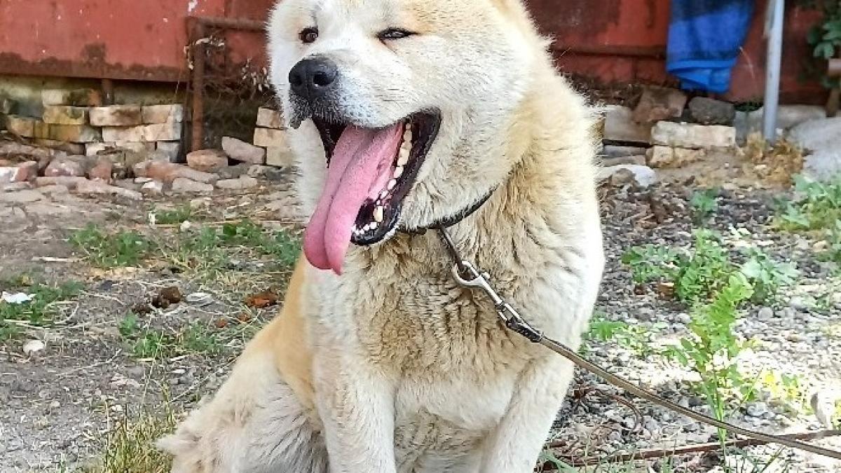 caine-din-rasa-akita-inu--abandonat-familia-a-renuntat-la-el-de-frica-sa-nu-le-manance-copilul_37741500