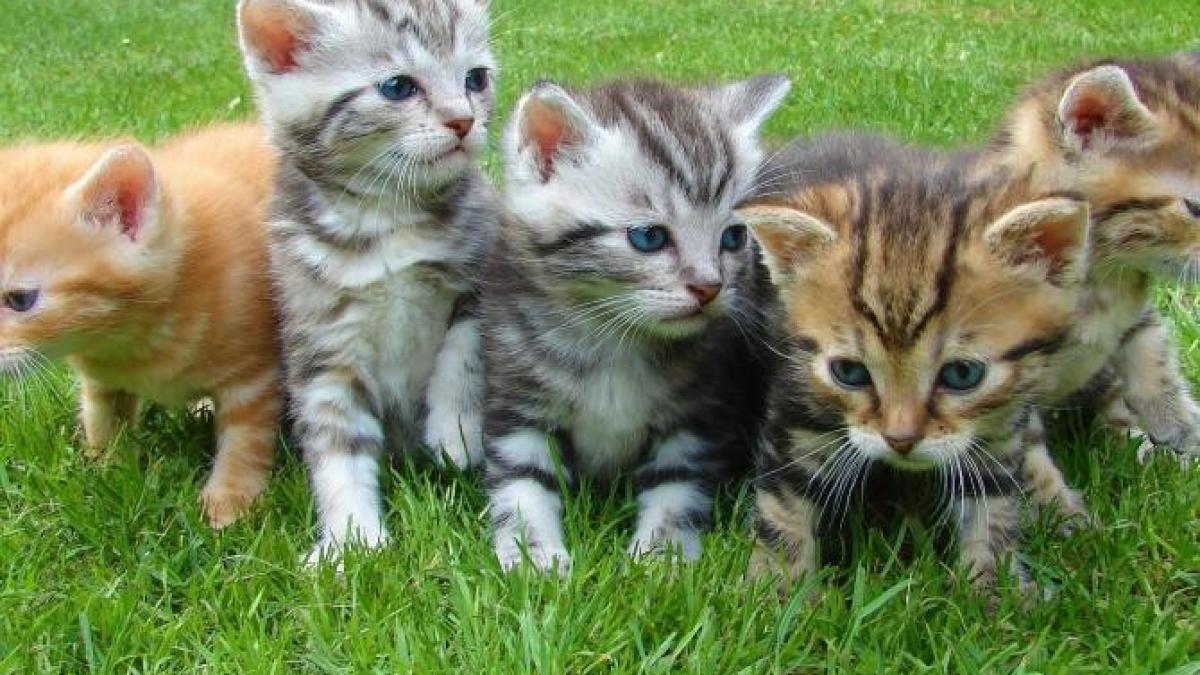 pisici-injunghiate-pexels_90671600