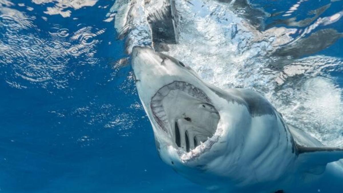 rechin-alb-atac-barbat-marea-rosie_22878100