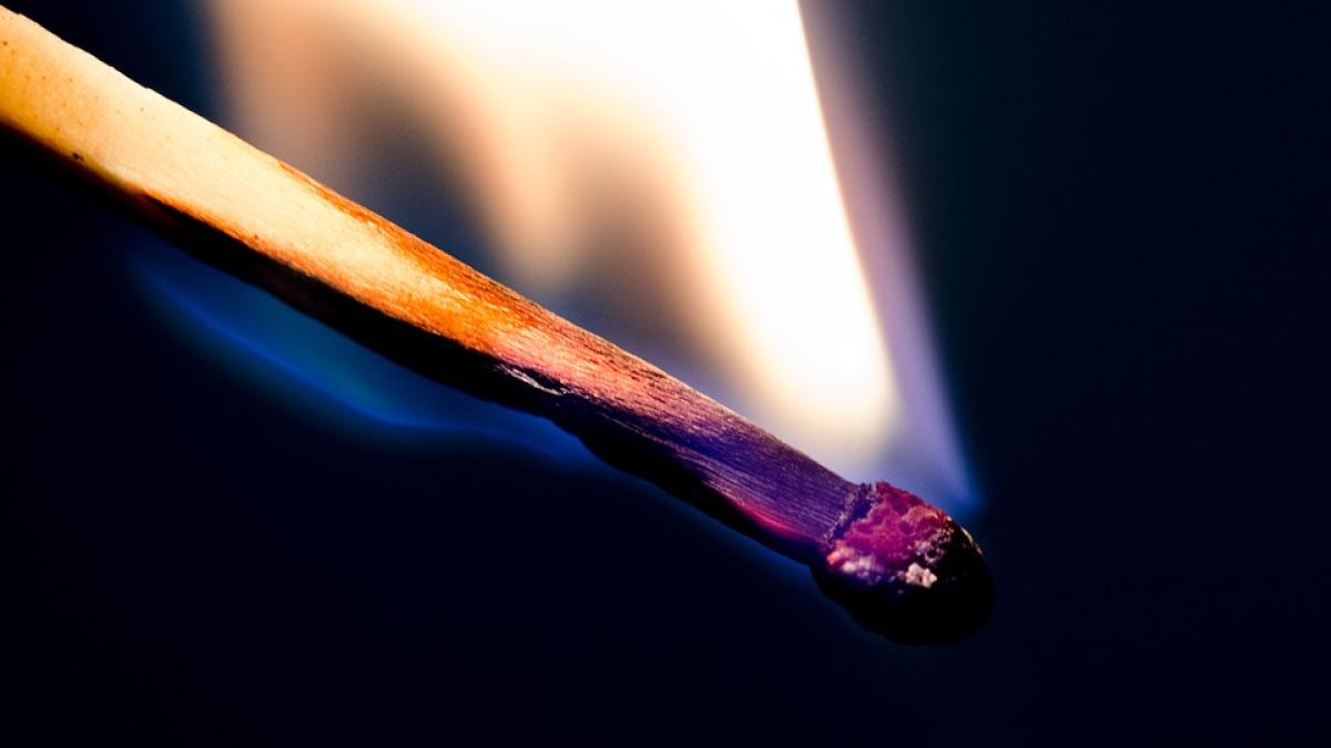 adapost-animale-a-aras-in-totalitate_69073600