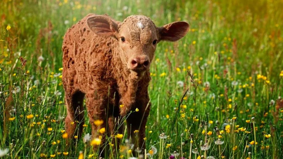 vitel_ilustrativ_pxb_08074400