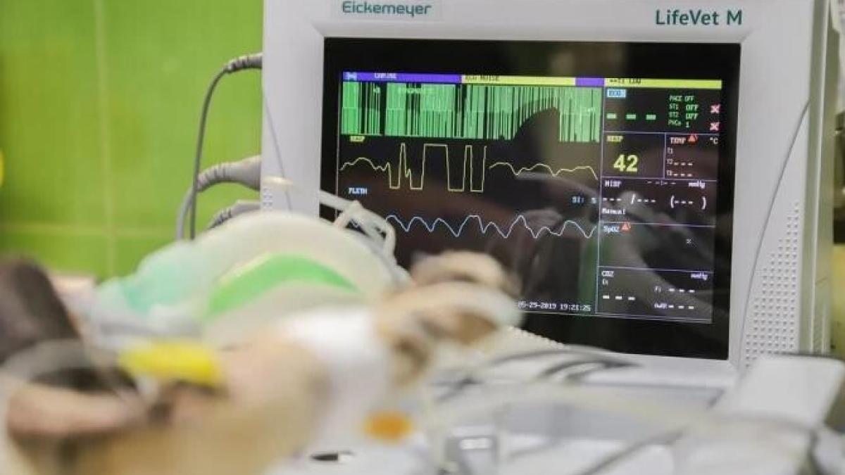 usamv-locuri-veterinar_29931300